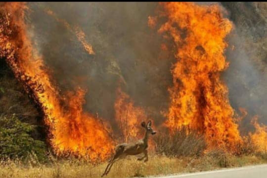 اقدام شجاعانه اعضای «کانون حدیث» در مهار آتش سوزی جنگل های گچساران