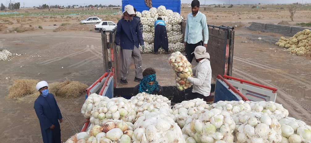 توزیع ۱۰ تن محصول پیاز کشاورزان رودبار جنوب در بین نیازمندان شهر مشهد