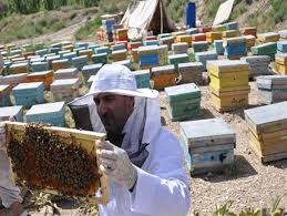 استقرار 85 هزار کلونی زنبور عسل در روستای چاه کبکان به همت کانون فرهنگی عاشورائیان